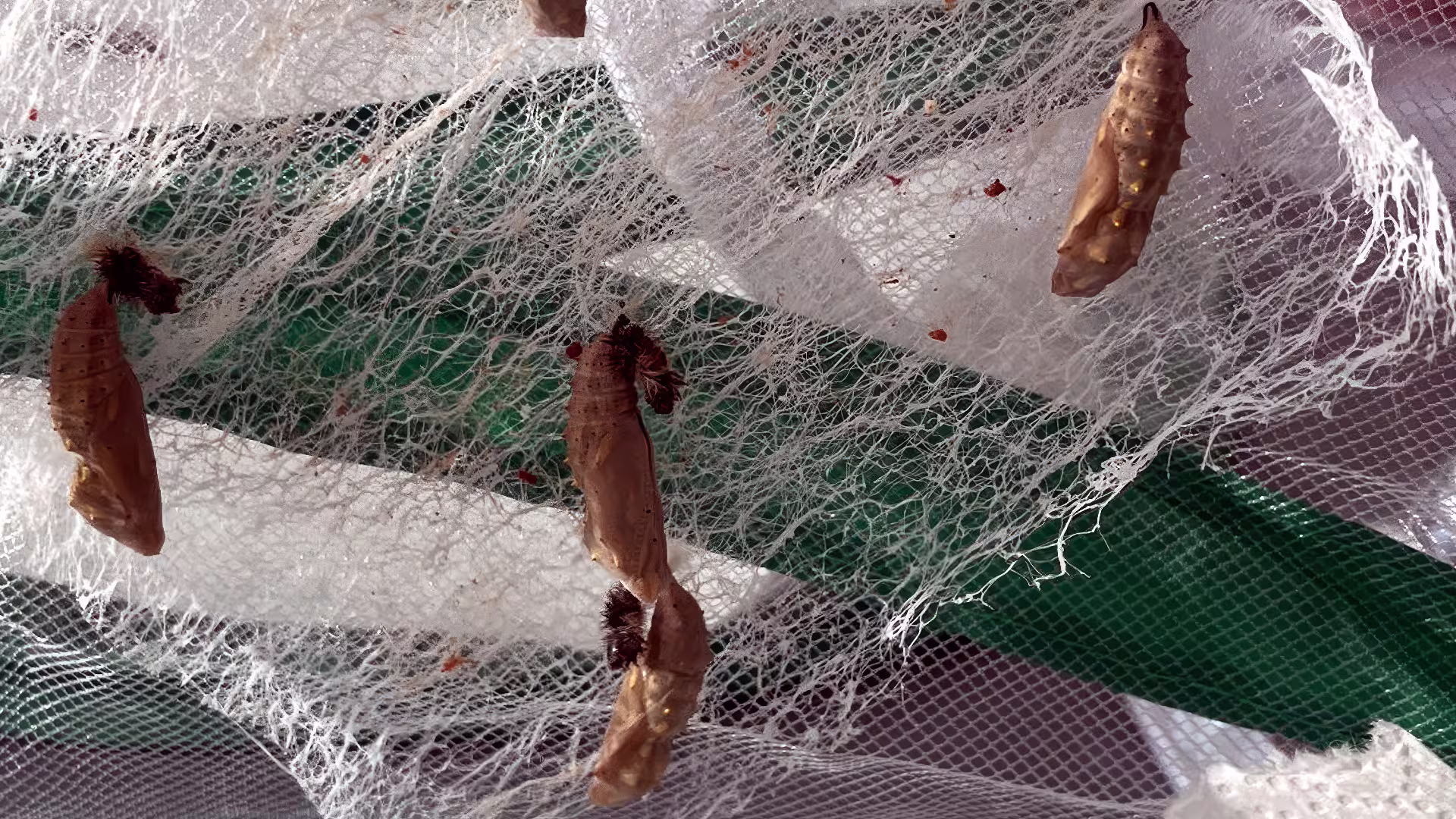 Metamorphose im Fach Naturphänomene – viele kleine Wunder