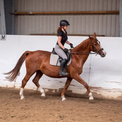 Reiten: Sport im privaten Internatsgymnasium Torgelow am See